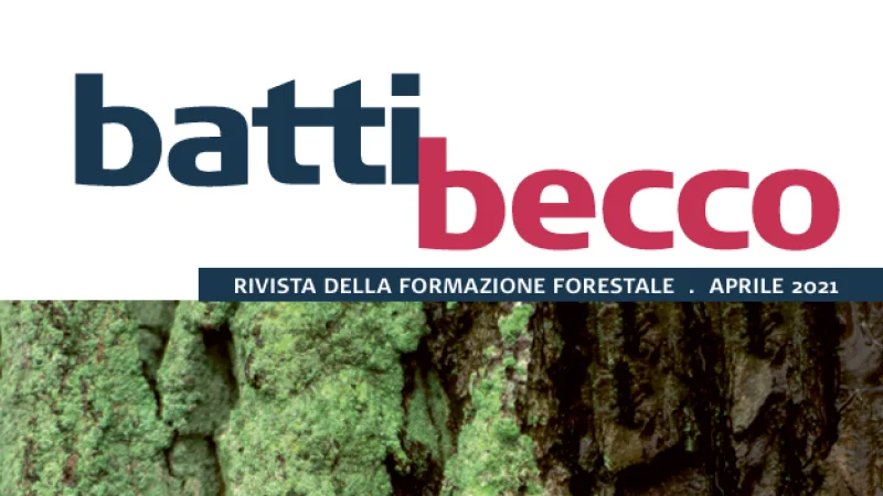 batti becco Kachel