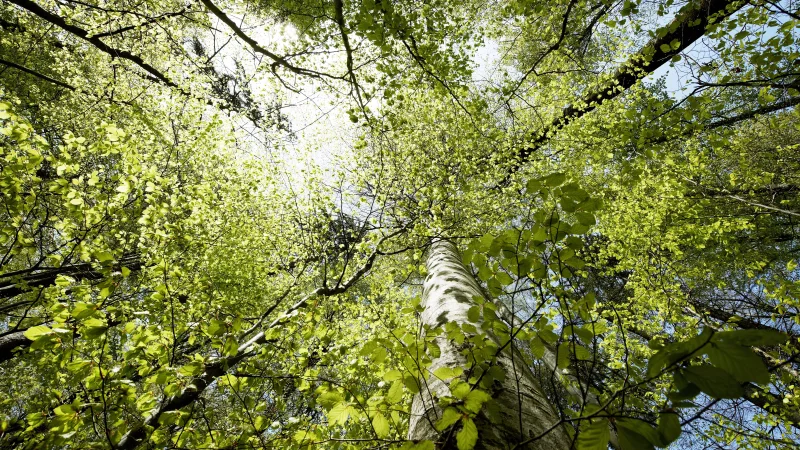 CAS Urban Forestry Kachel