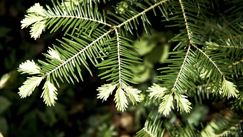 CAS Wald, Landschaft und Gesundheit Kachel