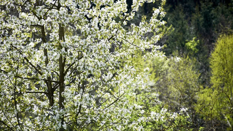 CAS Naturbezogene Umweltbildung Kachel