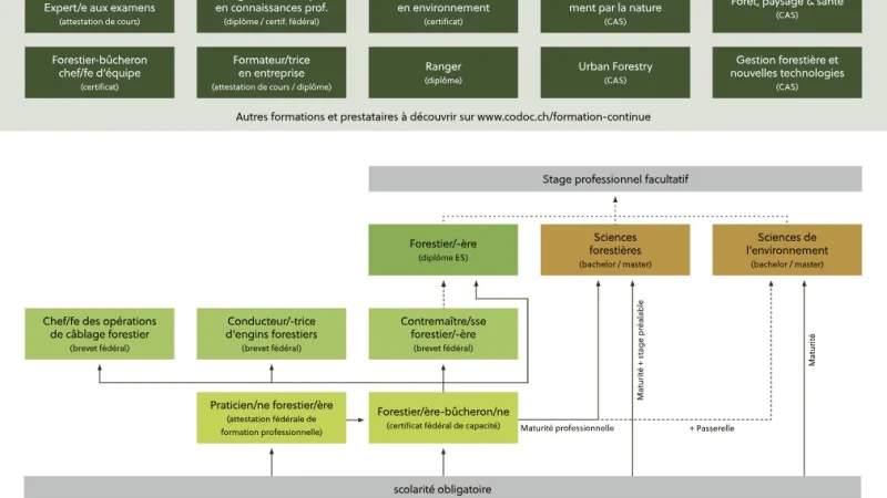 Ausbildungsdiagramm f 2025